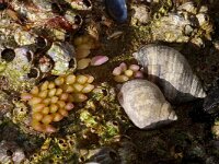 Nucella lapillus 4, Purperslak, Saxifraga-Foto Fitis-Sytske Dijksen