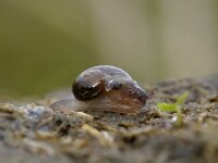 Succinea putris 11, Barnsteenslak, Saxifraga-Foto Fitis-Sytske Dijksen