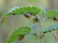 Succinea putris 12, Barnsteenslak, Saxifraga-Tom Heijnen