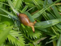 Succinea putris 8, Barnsteenslak, Leucochloridium parasoxum, Saxifraga-Bart Heijne : 2024, Kekerdom, Leucochloridium paradoxum, Millingerwaard, Succinea putris, barnsteenslak, juli, parasiet, platworm, zomer