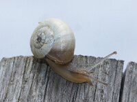 Theba pisana 3, Zandslak, Saxifraga-Foto Fitis-Sytske Dijksen