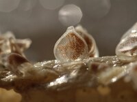 Tritia 4, sp, Fuikhoren, eggs, Saxifraga-Foto Fitis-Sytske Dijksen