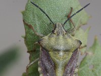 Carpocoris purpureipennis