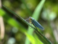 Cicadella viridis 12, Groene rietcicade, Saxifraga-Tom Heijnen