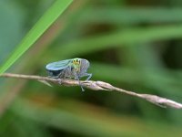 Cicadella viridis 14, Groene rietcicade, Saxifraga-Tom Heijnen