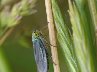 Cicadella viridis 8, Groene rietcicade, Foto Fitis-Sytske Dijksen