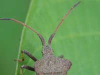 Coreus marginatus, Dock Leaf Bug