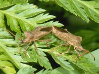 Coreus marginatus #07007 : Coreus marginatus, Zuringwants, copula