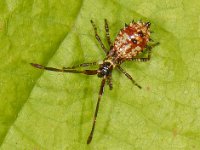 Coreus marginatus #08156 : Coreus marginatus, Zuringwants, nymph