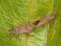 Coreus marginatus #13061 : Coreus marginatus, Zuringwants, copula