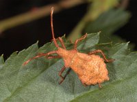 Coreus marginatus : Coreus marginatus, Zuringwants, nymph