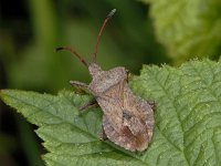 Coreus marginatus #02907 : Coreus marginatus, Zuringwants