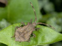 Coreus marginatus #03327 : Coreus marginatus, Zuringwants, larva 5e stage