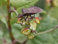 Coreus marginatus 20, Zuringrandwants, Saxifraga-Peter Meininger