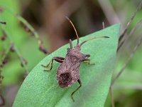 Coreus marginatus 26, Zuringrandwants, Saxifraga-Tom Heijnen