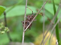 Coreus marginatus 27, Zuringrandwants, Saxifraga-Tom Heijnen