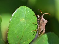 Coreus marginatus 30, Zuringrandwants, Saxifraga-Tom Heijnen