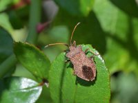 Coreus marginatus 31, Zuringrandwants, Saxifraga-Tom Heijnen