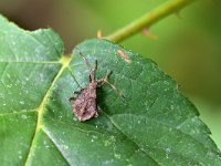 Coreus marginatus 39, Zuringrandwants, Saxifraga-Tom Heijnen