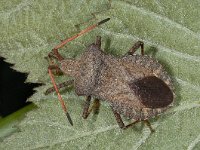 Coreus marginatus #03495 : Coreus marginatus, Zuringwants