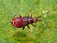 Deraeocoris ruber