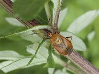 Deraeocoris ruber  N1017 : Deraeocoris ruber