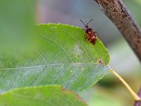 Deraeocoris ruber 9, Rode halsbandwants, Saxifraga-Tom Heijnen