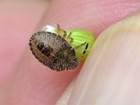 Dolycoris baccarum 14, Bessenwants, Saxifraga-Tom Heijnen