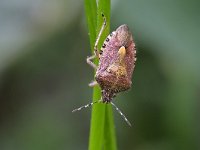 Dolycoris baccarum 19, Bessenwants, Saxifraga-Tom Heijnen