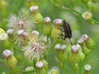 Dolycoris baccarum 20, Bessenwants, Saxifraga-Tom Heijnen