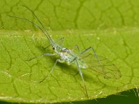 Euceraphis punctipennes