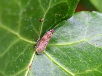 Fieberiella florii 2, Zuidelijke struik tsaar, Saxifraga-Tom Heijnen