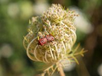 Graphosoma italicum