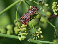 Graphosoma italicum 2, Pyjamaschildwants, Saxifraga-Tom Heijnen