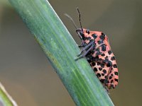 Graphosoma italicum 3, Pyjamaschildwants, Saxifraga-Tom Heijnen