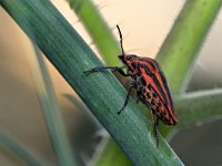 Graphosoma italicum 4, Pyjamaschildwants, Saxifraga-Tom Heijnen