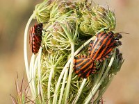 Graphosoma italicum ssp italicum 5, Saxifraga-Tom Heijnen