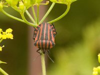 Graphosoma lineatum, Striped Shield Bug