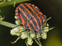 Graphosoma lineatum #08338 : Graphosoma lineatum, Pyjamawants