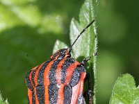 Graphosoma lineatum 8, Saxifraga-Rutger Barendse