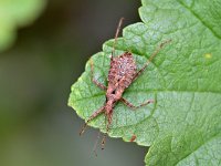 Himacerus apterus 10, Boomsikkelwants, Saxifraga-Tom Heijnen