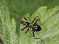 Himacerus apterus 3, Boomsikkelwants, Saxifraga-Ab Baas