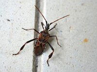 Leptoglossus occidentalis 17, Bladpootrandwants, Saxifraga-Tom Heijnen