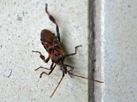 Leptoglossus occidentalis 18, Bladpootrandwants, Saxifraga-Tom Heijnen