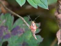 Lygus pratensis 11, Weideschaduwwants, Saxifraga-Tom Heijnen