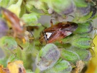 Lygus pratensis 7, Weideschaduwwants, Saxifraga-Tom Heijnen