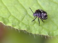 Nezara viridula 100, Zuidelijke groene schildwants, Saxifraga-Tom Heijnen