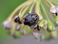 Nezara viridula 103, Zuidelijke groene schildwants, Saxifraga-Tom Heijnen