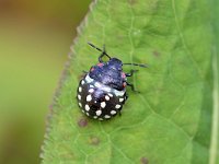 Nezara viridula 104, Zuidelijke groene schildwants, Saxifraga-Tom Heijnen