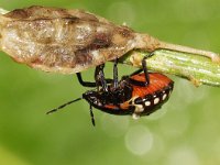 Nezara viridula 11, Zuidelijke groene schildwants, nimf, Saxifraga-Pieter van Breugel